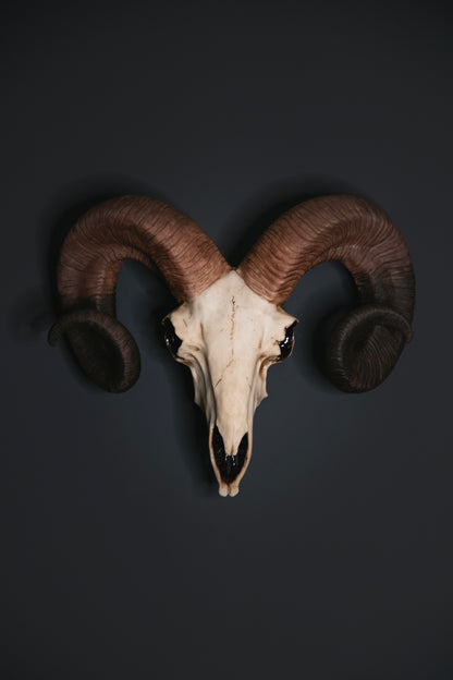Ram Skull Wall Hanging - Bone