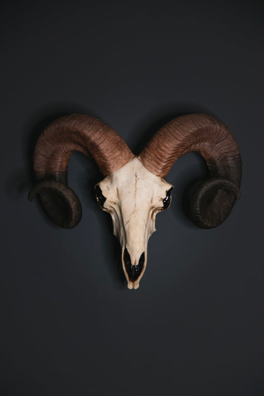Ram Skull Wall Hanging - Bone