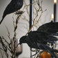Black Crow Clip On Decorations