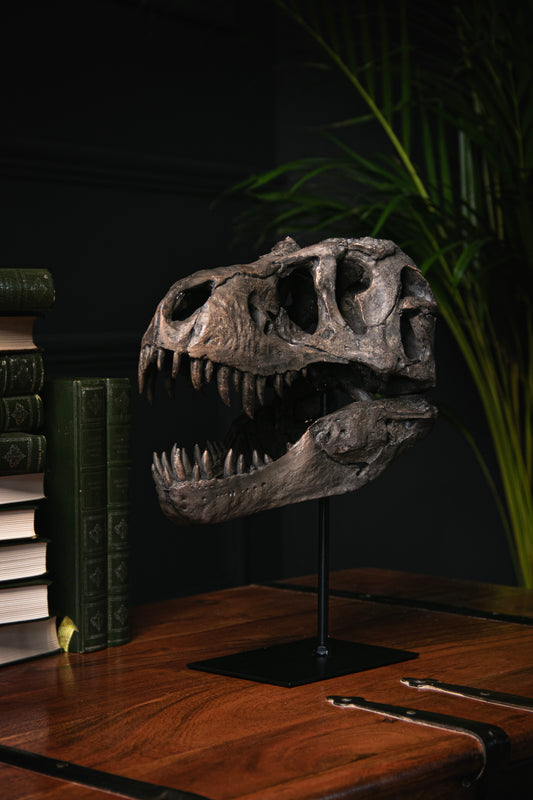 T-Rex Dinosaur Skull On Stand - Stock due late December 2023