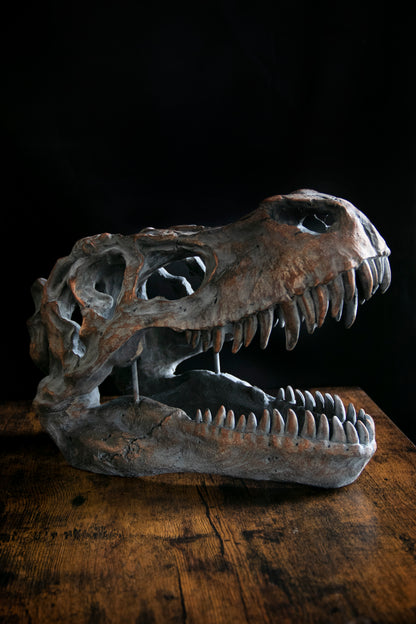 Large Ornamental Dinosaur Skull / Wall Hanging - Stock due May 2024