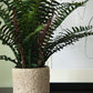 Ornamental Potted Fern Plant