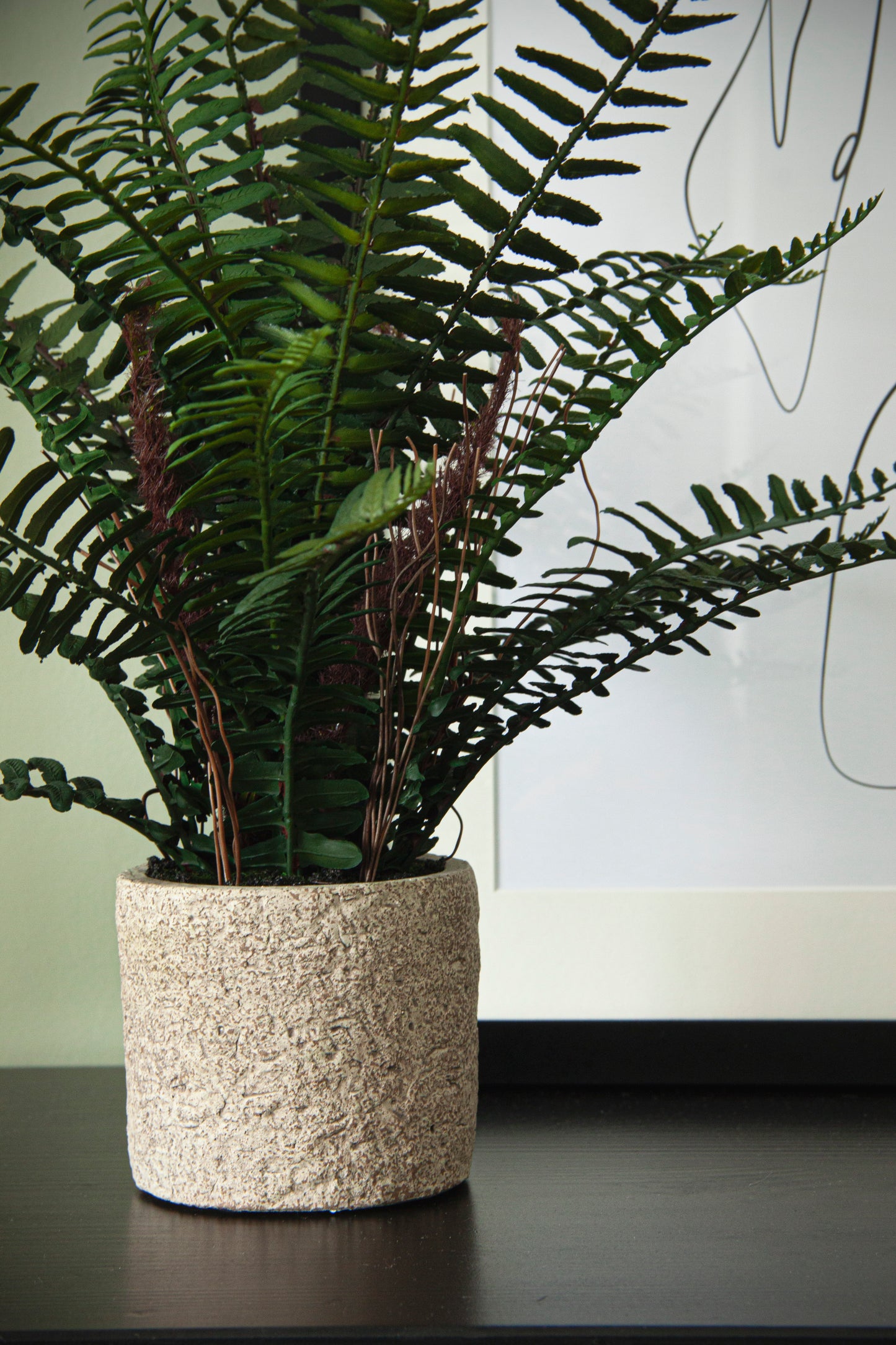 Ornamental Potted Fern Plant