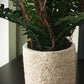 Ornamental Potted Fern Plant
