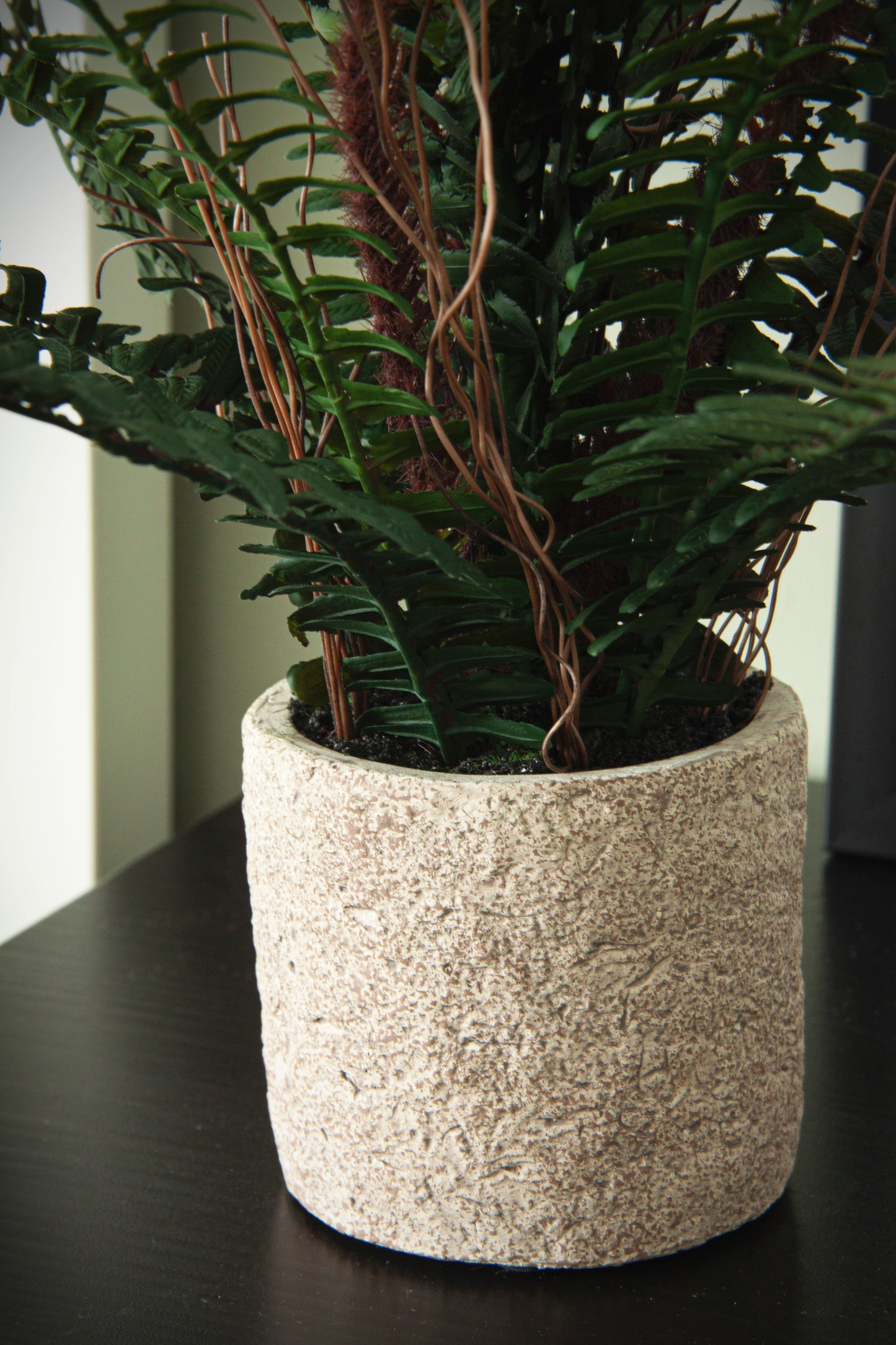 Ornamental Potted Fern Plant